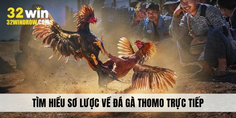 Tìm hiểu sơ lược về đá gà Thomo trực tiếp